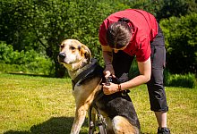 Hund Geschirr Tierheim - Raphael Bartling