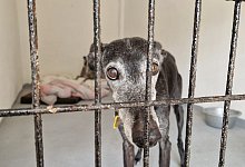 d79fca18-8c6f-4140-9a01-486eaef57f3a - 1 - Candy Wittenberg