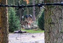 schafeimgarten3polizei - Polizei