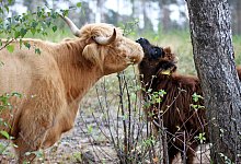 Schottische Hochlandrinder mit Kälbern - Linda Schnepel