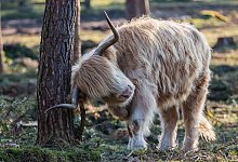 Hochlandrind - Daniel Behre