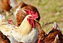 chickens-3607866 - Symbolbild: Pixabay
