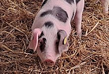 103075 - LWL-Freilichtmuseum Detmold/Silke Wilmsmeier