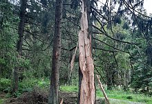 01_fichte_blitzschlag - Landesverband Lippe