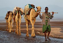 Kamel Karawane - Roland Marske