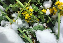 rapsschnee2 - Janek G&uuml;thoff