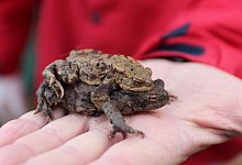 kr&ouml;tenfoto - Knut Dinter