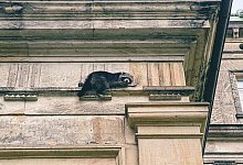 Waschb&auml;r an der HfM - Marco Schweiger/Feuerwehr Detmold