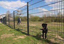 big_leo_hundewiese-1 - Birgit Guhlke