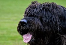 Die Hunde der Rasse Briard sprangen die Frau auf einem Feldweg an. - Themenbild: Pixabay