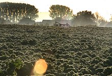 grunkohl_ger-frost - Vera Gerstendorf-Welle