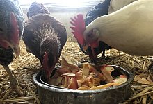 IMG_1354 - Martin Hostert