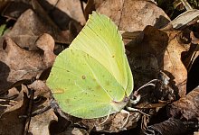 KINA - So kannst du Tieren im Winter helfen - Patrick Pleul