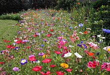 blueh - Archivfoto: Anja Imig