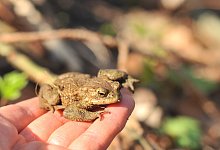 2022_erdkrote-soorenheide-vio_2855 - BUND Lage