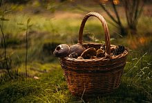 sarka-jonasova-auf-pixabay4994622_1280 - Sarka Jonasova/Pixabay