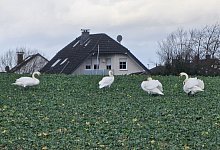 20240105_123937 - Astrid Sewing