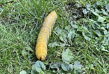 img_1932 - Silke Buhrmester