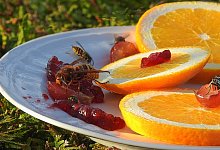 Wespen - Symbolbild: Pixabay