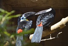 Dt Vogelpark dottertukan - Vogelpark