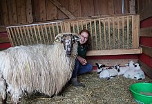 big_leo_funflinge-wallachenschafe-6 - Birgit Guhlke