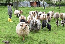 kap-leo-heimathof-laemmchen-25---1 - Karin Prignitz