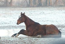 Das Pferd ist sichtlich abgemagert und schafft es nicht, sich selbstst&auml;ndig vom gefrorenen Boden zu erheben. - Astrid Reinke