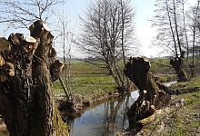 Beschneiden von Kopfweiden - Kreis Lippe