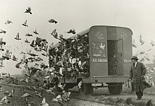 Taubenauflass - LWL/ Helmut Orwat