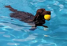 img-20240915-wa0002 - 1 - Fotorechte: F&ouml;rderverein Waldfreibad H&ouml;rste