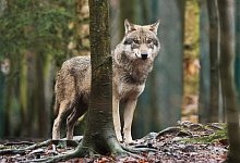 Wolf - Klaus-Dietmar Gabbert