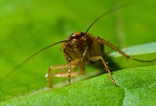 The red cockroach, or Prusak, Latin Blattella germanica, is a species of cockroaches from the Ectobiidae family. Macro, Close-up. Selective focus image. - picture alliance / Zoonar | Anton Litvintsev