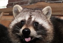 waschbar03 - David Schellenberg