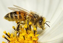 bee-7413333_1920 - Pixabay