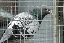 taube_1 - Axel B&uuml;rger