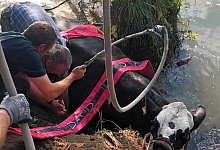 Die renitente Kuh sprang gleich zweimal in die Nethe und musste von den Feuerwehren aus Borgentreich und H&ouml;xter gerettet werden. - Feuerwehr Borgentreich