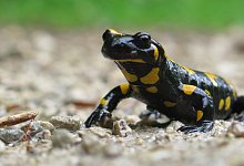 salamander-5164766 - 1 - Symbolbild: Pixabay