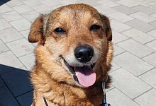 Hund entlaufen - Tierheim Detmold