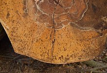 schadbuchen_-3 - LVL