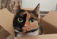 miw-katze-1 - 1 - Symbolbild: Michaela Wei&szlig;e