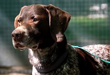 Der elf Jahre alte Deutsch Drahthaar-R&uuml;de "Knut" ist seit Februar im Tierheim G&uuml;tersloh untergebracht, weil sich sein fr&uuml;heres Herrchen wegen Totschlags vor Gericht verantworten muss. - Andreas Fr&uuml;cht