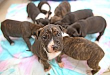 Welpen im Tierheim Detmold - Vera Gerstendorf-Welle