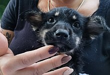 Fundhund - Katrin Sander