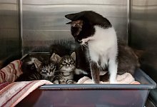 Katzenflut im Tierheim - Tierheim Detmold