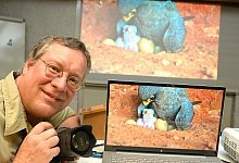 kap-oh-robin-jaehne-schieferfalken-7 - Karin Prignitz