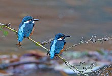 junge-eisvogel-an-der-salze - J&uuml;rgen Podgorski