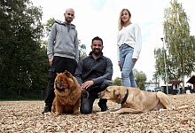 Hundehotel - Heidi Stork