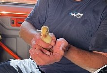 Tierrettung - Feuerwehr Bad Salzuflen