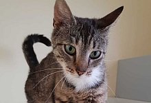 "Imke" ist eine der beiden Katzen, die vor einer Tierarztpraxis in der Lange Stra&szlig;e in Rahden ausgesetzt wurde. - Sara Meinsen