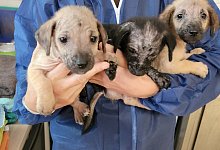 Die Welpen sind in einem sehr schlechten Zustand. - Tierschutzverein Bielefeld